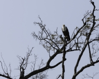 Aquila pescatrice - Haliaeetus vocifer - Eagle Fish Foto AOK n. 4696