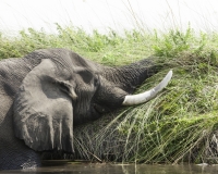 Elefante – Loxodonta africana – Elephant Foto AOK n. 4775