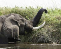 Elefante – Loxodonta africana – Elephant Foto AOK n. 4778