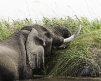 Elefante – Loxodonta africana – Elephant Foto AOK n. 4779