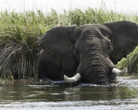 Elefante – Loxodonta africana – Elephant Foto AOK n. 4783