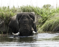 Elefante – Loxodonta africana – Elephant Foto AOK n. 4784