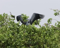 Tantalo beccogiallo -  Mycteria ibis -Yellow billed storks Foto AOK n. 4789