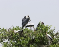 Tantalo beccogiallo -  Mycteria ibis -Yellow billed storks Foto AOK n. 4791