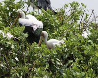 Tantalo beccogiallo -  Mycteria ibis -Yellow billed storks Foto AOK n. 4796