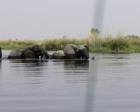 Elefante – Loxodonta africana – Elephant Foto AOK n. 4815