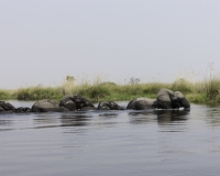 Elefante – Loxodonta africana – Elephant Foto AOK n. 4816