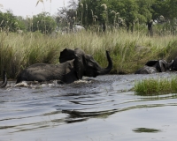 Elefante – Loxodonta africana – Elephant Foto AOK n. 4819