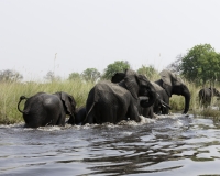 Elefante – Loxodonta africana – Elephant Foto AOK n. 4821