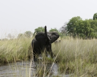 Elefante – Loxodonta africana – Elephant Foto AOK n. 4827