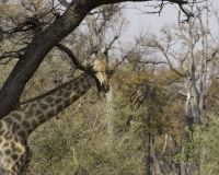 Giraffa - Giraffa camelopardalis - Giraffe Foto AOK n.4832