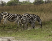 Zebra- Equus zebra – Zebra Foto AOK n. 4883