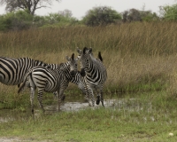 Zebra- Equus zebra – Zebra Foto AOK n. 4885