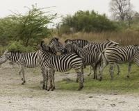 Zebra- Equus zebra – Zebra Foto AOK n. 4891