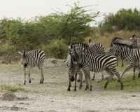 Zebra- Equus zebra – Zebra Foto AOK n. 4893