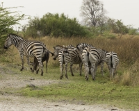 Zebra- Equus zebra – Zebra Foto AOK n. 4897