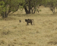 Babbuino verde - Papio anubis- Olive baboon Foto AOK n. 4900