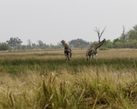 Giraffa - Giraffa camelopardalis – Giraffe Foto AOK n. 4920