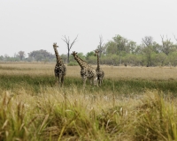 Giraffa - Giraffa camelopardalis – Giraffe Foto AOK n. 4923