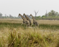 Giraffa - Giraffa camelopardalis – Giraffe Foto AOK n. 4924