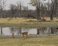 Impala – Aepyceros melampus- Impala Foto AOK n. 4932