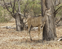 Kudù - Tragelaphus strepsiceros – Greater Kudu Foto AOK n. 4938