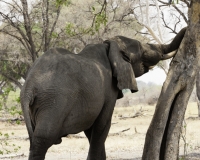 Elefante – Loxodonta africana - Elephant Foto AOK n. 4979