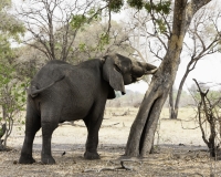 Elefante – Loxodonta africana - Elephant Foto AOK n. 4980