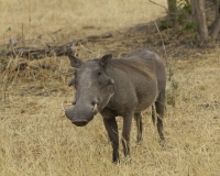 Facocero - Phacochoerus africanus-  Warthog Foto AOK n. 5084