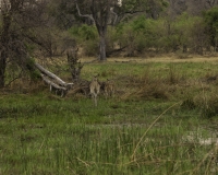 Antilope capriolo – Pelea capreolus – Vaal Rehbok Foto AOK n. 5103