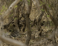 Leopardo - Panthera pardus - Leopard Foto AOK n. 5117