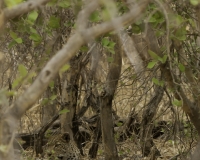 Leopardo - Panthera pardus - Leopard Foto AOK n. 5119