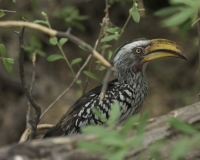 Bucero beccogiallo - Tockus leucomelas -Yellow Billed Horbill Foto AOK n. 5126