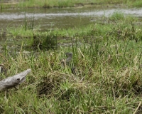 Varano - Varanus albigularis - Varan Foto AOK n. 5142