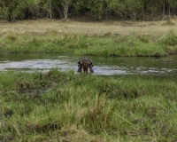 Ippopotamo - Hippopotamus amphibius – Hippopotamus Foto AOK n. 5158