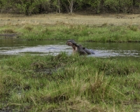 Ippopotamo - Hippopotamus amphibius – Hippopotamus Foto AOK n. 5159