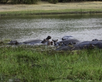 Ippopotamo - Hippopotamus amphibius – Hippopotamus Foto AOK n. 5166