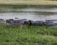 Ippopotamo - Hippopotamus amphibius – Hippopotamus Foto AOK n. 5168