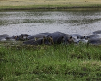 Ippopotamo - Hippopotamus amphibius – Hippopotamus Foto AOK n. 5169