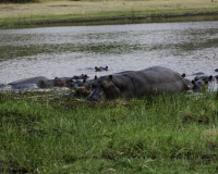 Ippopotamo - Hippopotamus amphibius – Hippopotamus Foto AOK n. 5170