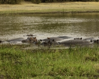 Ippopotamo - Hippopotamus amphibius – Hippopotamus Foto AOK n. 5158