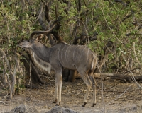 Kudu – Tragelaphus strepsiceros - Kudu Foto AOK n. 5178