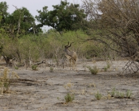 Kudu – Tragelaphus strepsiceros - Kudu Foto AOK n. 5179