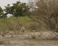 Kudu – Tragelaphus strepsiceros - Kudu Foto AOK n. 5181