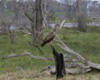 Aquila rapace - Aquila rapax -Tawny Eagle Foto AOK n. 5192