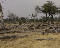 Paesaggio Riserva Moreni Parco Chobe Foto AOK n. 5210