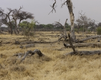 Paesaggio Riserva Moreni Parco Chobe Foto AOK n. 5211