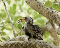 Bucero beccogiallo - Tockus leucomelas -Yellow Billed Horbill Foto AOK n. 5244