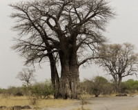 Baobab Foto AOK n. 5245