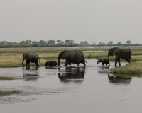 Elefante – Loxodonta africana – Elephant Foto AOK n. 5252